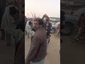 pti tigers