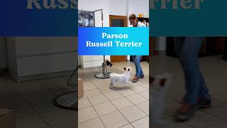 10 amazing facts about Parson Russell Terrier #top5 #5amazing #dogbreed #shorts #viral #viralshorts