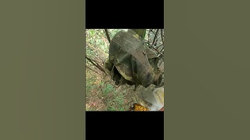 Cận cảnh bắt tổ ong khoái tít trên cây cao #shorts