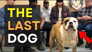We Let Rescue Dogs Choose Their Families… And Something Magical Happened
