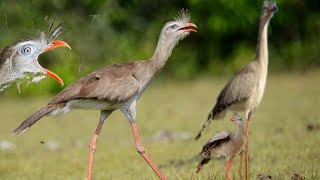 Canto da sariema para atrair, estratégia para chamar ela até você screenshot 2