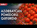 Azərbaycan pomidoru ilk dəfə Qətər supermarketlərində - Baku TV