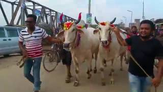 একজোড়া গরুর দাম ৪ লাখ টাকা।Gabtoli gorur haat 2017