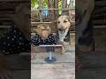 Perfect Video SokYaa OG To To And Mom Are Famous Amazing Shorts Perfect Video SokYaa OG To To And Mom Are Famous Amazing Shorts