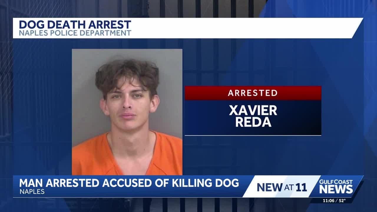 Florida man accused of aggravated animal cruelty after dog's death ...