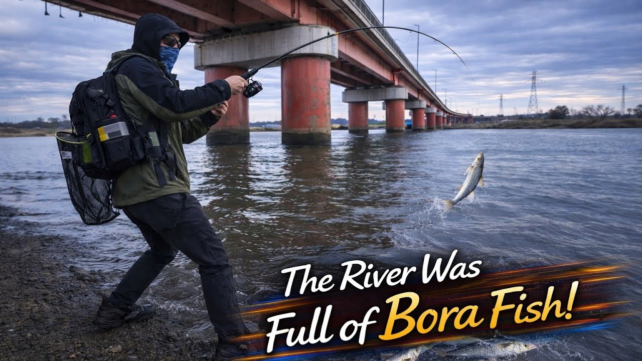 Bora Fish Everywhere in This Japanese River!