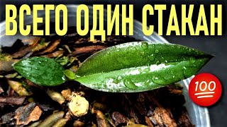 видео: ВСЕГО ОДИН СТАКАН!!! В КОРНИ ОРХИДЕИ И РЕЗУЛЬТАТ ВАС ВООДУШЕВИТ!👍👍👍 ЭКСПРЕСС МЕТОД РАЗВИТИЯ ОРХИДЕЙ! картинка: ВСЕГО ОДИН СТАКАН!!! В КОРНИ ОРХИДЕИ И РЕЗУЛЬТАТ ВАС ВООДУШЕВИТ!👍👍👍 ЭКСПРЕСС МЕТОД РАЗВИТИЯ ОРХИДЕЙ!