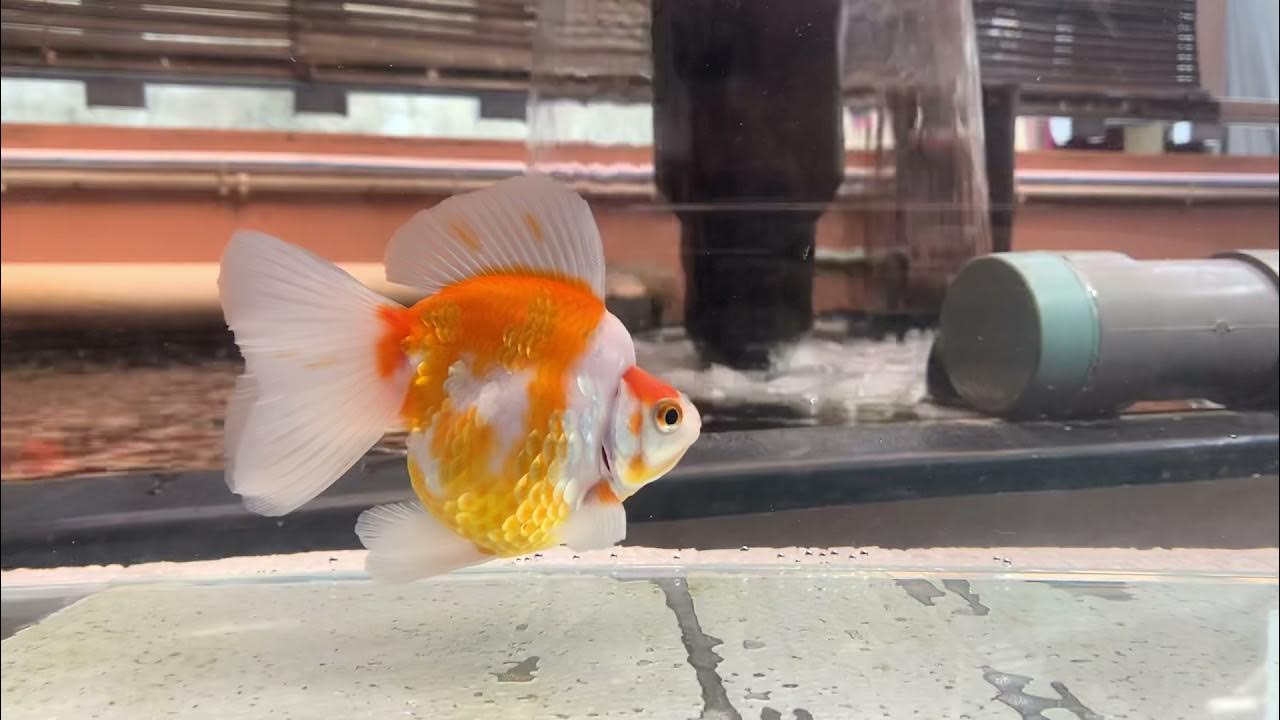 Ryukin broadtail banana goldfish YouTube