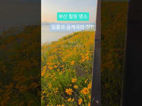 고니나루 쉼터 샛노란 물결