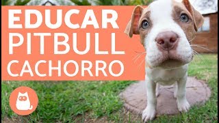 Cómo educar a un pitbull cachorro screenshot 3