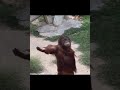 Orangutan demands for food