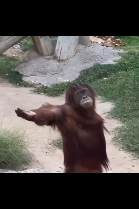 Orangutan Demands For Food.