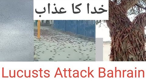Locusts Attack In Bahrain | Swarm of Locusts Devour Everything in their Path |