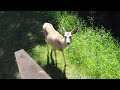 brave deer ,Nikon D3S movie with a Nikon 35mm 1.4G lens ,ozike caprioara