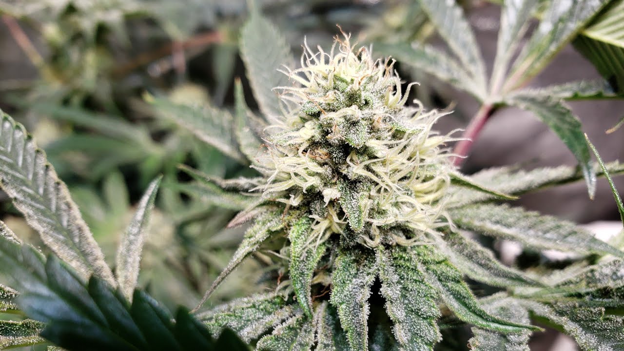 Week 6/4 Of Flower Battling The Fungus Gnats With Amazing Dr Zymes But Overall Looking Great To Me