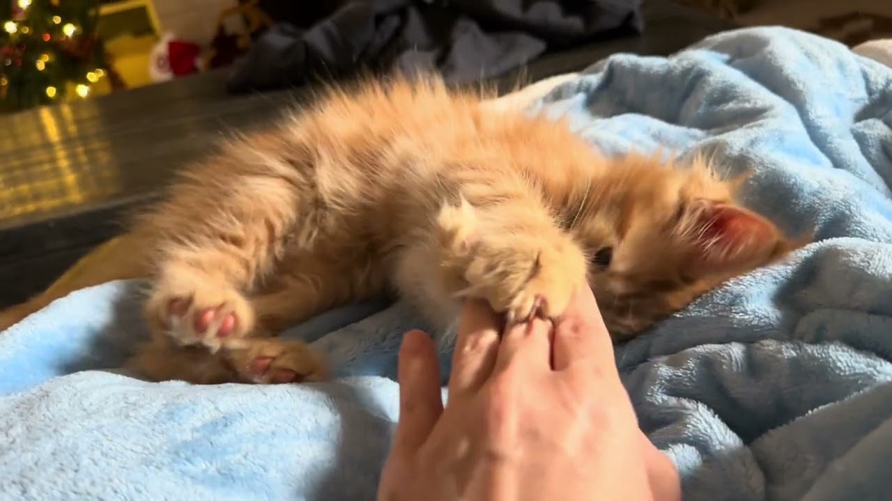 Oliver Playing Gently on My Lap 💙