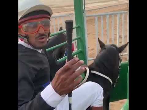 تعلم خطوات السلامه ركوب الخيل في جهاز الانطلاق بالسباق الخيال خالد الرويشد