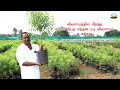 🌱சந்தன மரம் வளர்ப்பு | விவசாயத்தில் சிறந்த லாபம் பெற சந்தனமர விவசாயம் உகந்தது🔸Sandalwood Cultivation