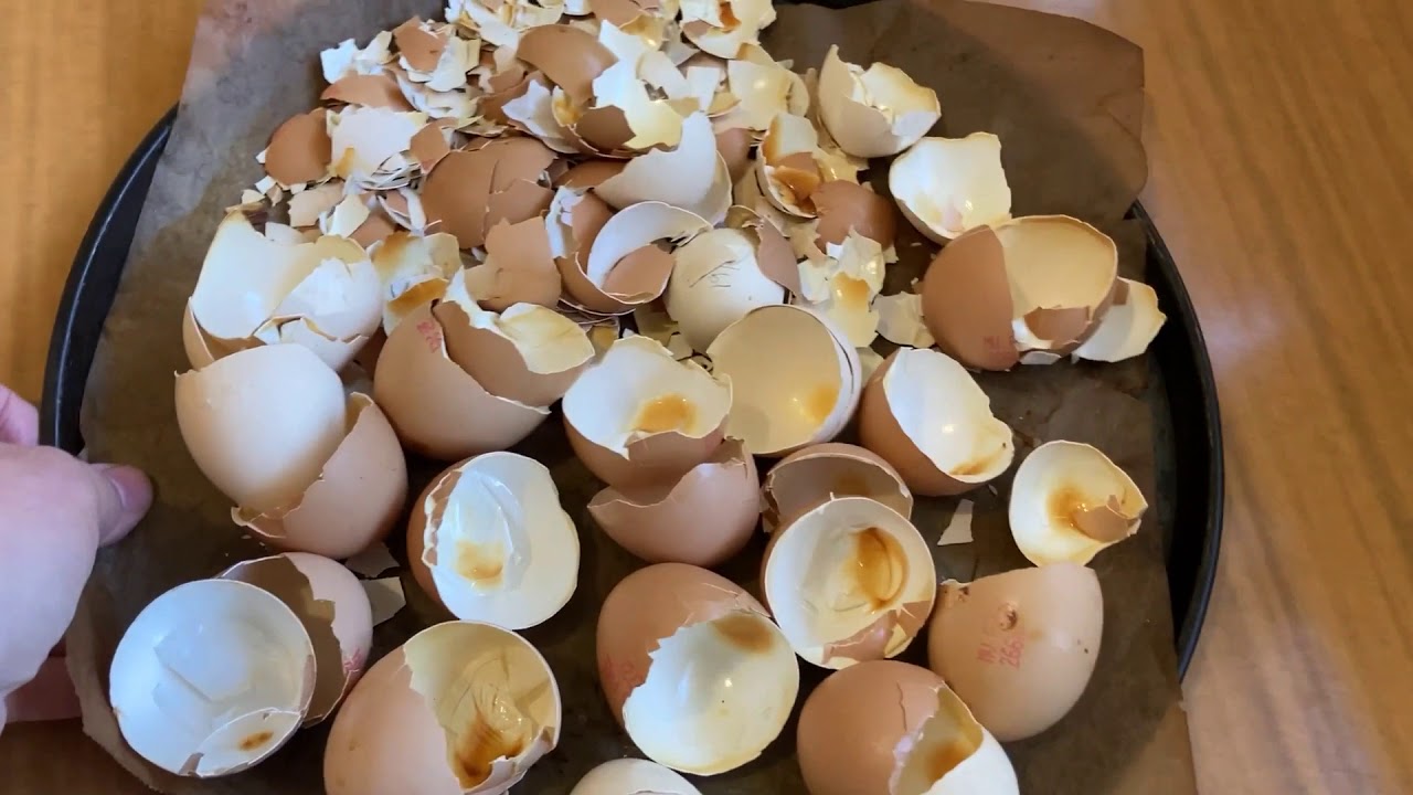 Use Eggshells in the Garden Prevent Blossom End Rot! YouTube