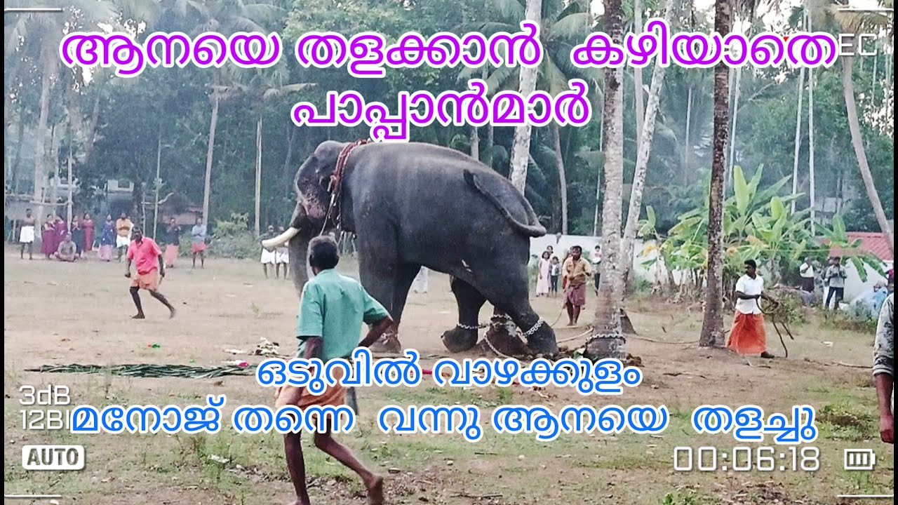 ആനയെ  തളക്കാൻ കഴിയാതെ  പാപ്പാൻമാർ