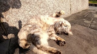 あごの下を撫でられてゴロにゃんポーズになるサバトラ猫