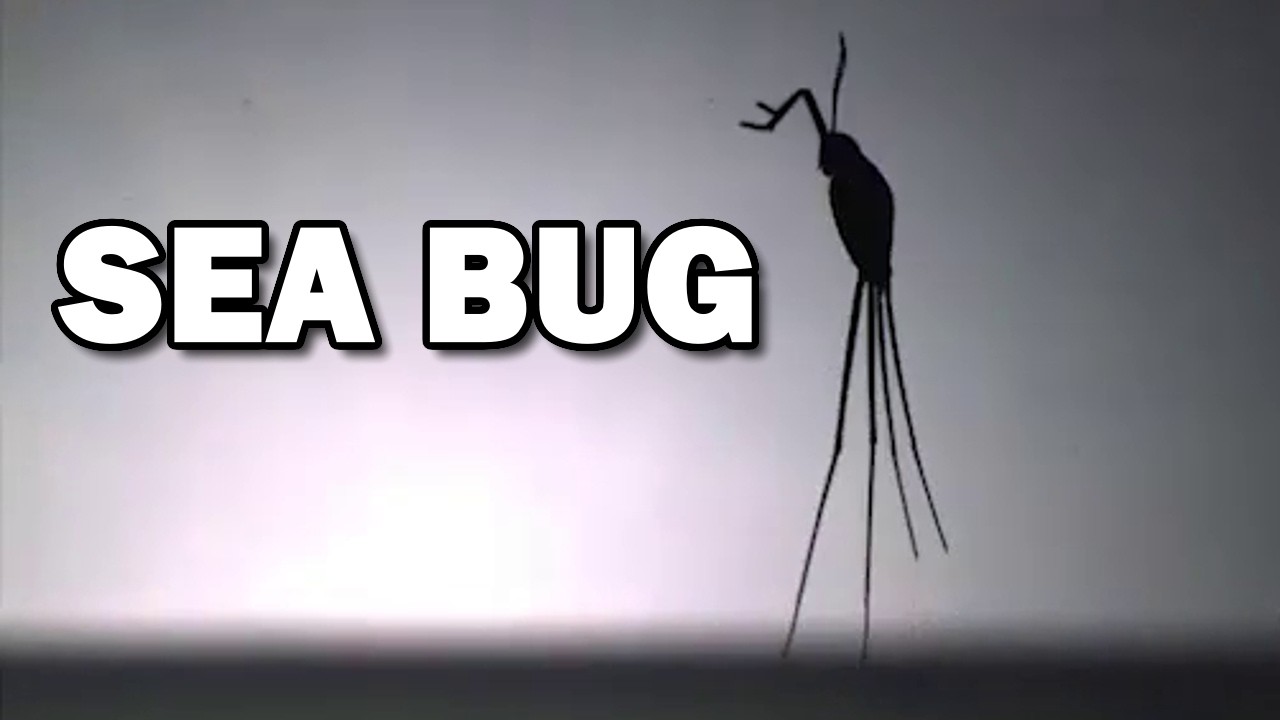 Sea Skater: the ONLY Ocean Insect 🌊 Animal Fact Files - YouTube