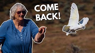 Can You Freeflight Train White Cockatoos?