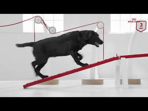 Vidéo: Votre guide pour la croissance canine