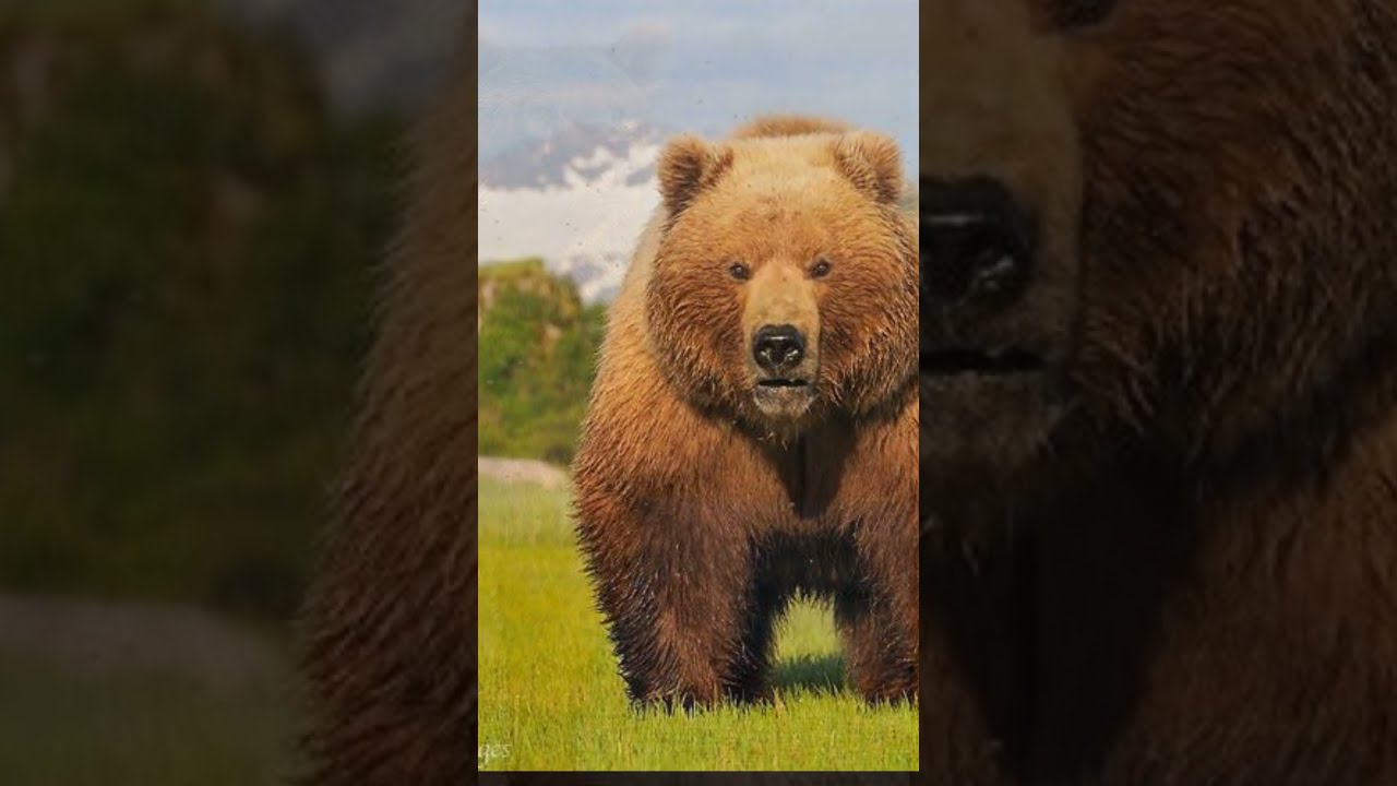 Kodiak Bears Largest Alaskan Bear Carnivore