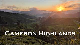 Malaysia, Cameron Highlands, Tanah Rata