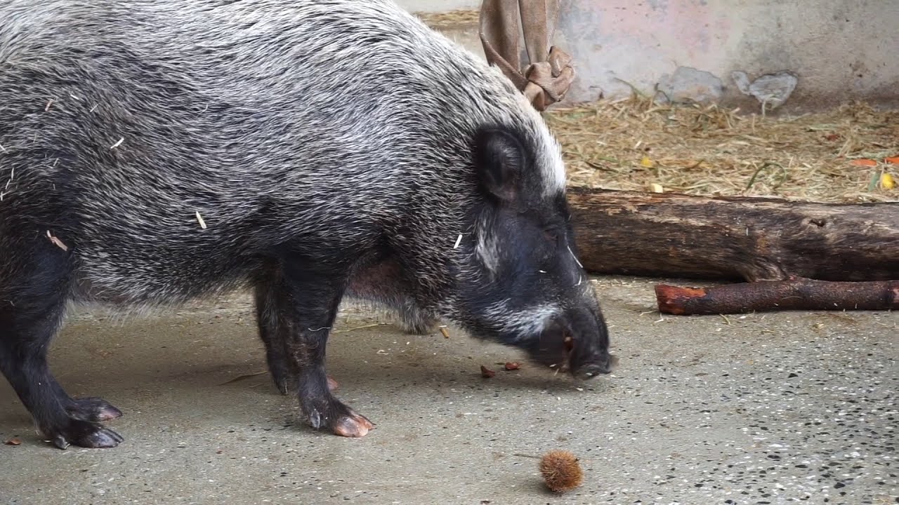 福岡市動物園 イノシシ ブーちゃん イガ栗に挑戦 福岡市 防災 動画 公式