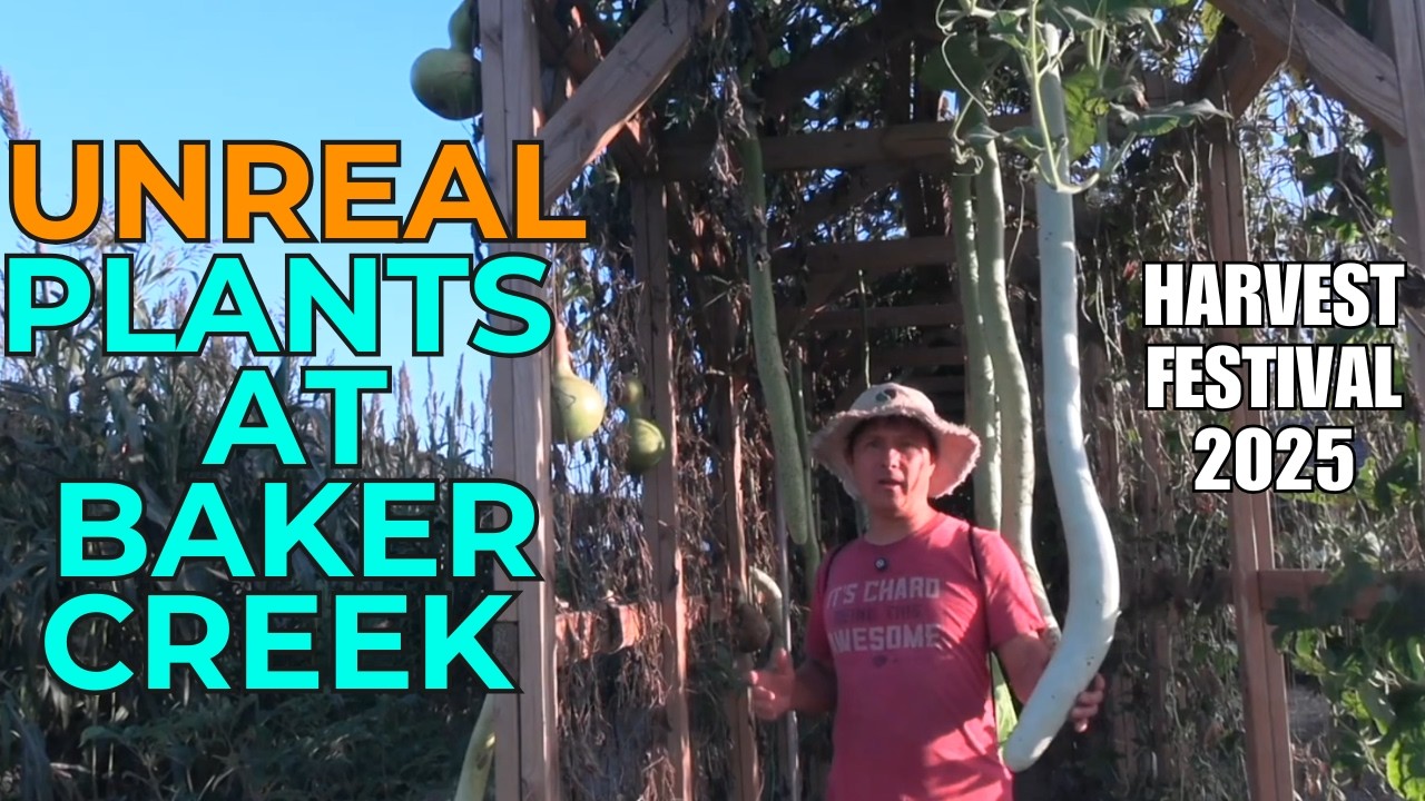 Фестиваль урожая реликвий Бейкер-Крик 2025 — самые яркие моменты, которые вы пропустили