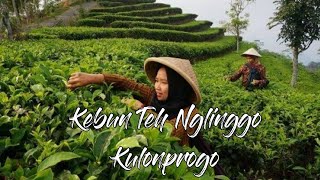 Kebun Teh Nglinggo Kulonprogo