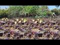 It's amazing hunting food found a lot of big clams &amp; pick crabs when dry water at field forest
