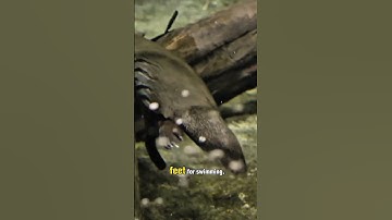 PLATYPUS - A HYBRID ANIMAL #wildlife #animals #facts #education #shorts #platypus #australia