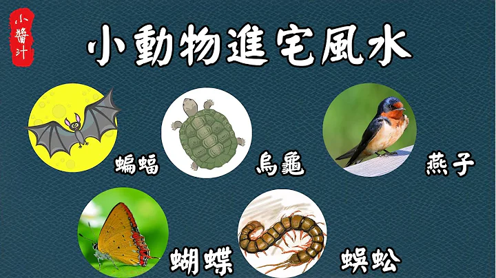 【動物風水】蝙蝠、烏龜、蝴蝶、蜈蚣、燕子，進宅的風水吉凶 - 天天要聞