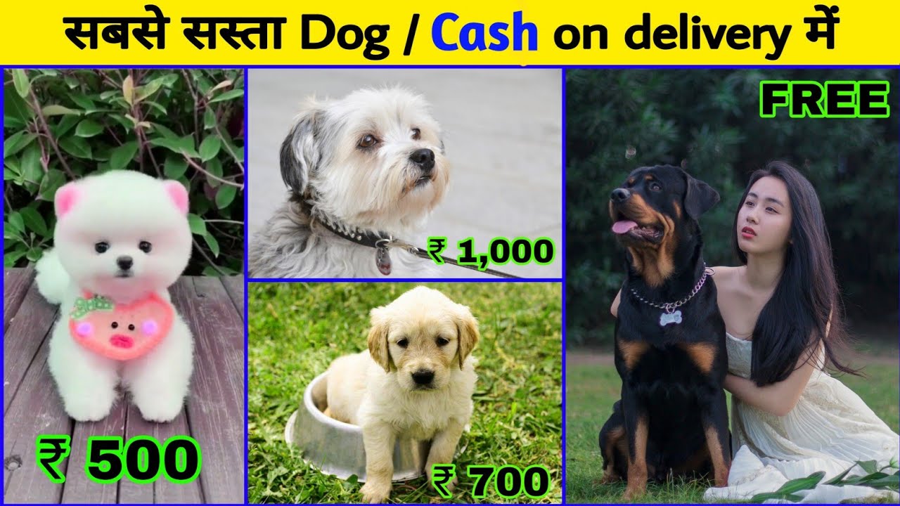 Cheapest Dog market in india free dog delivery all india cheap