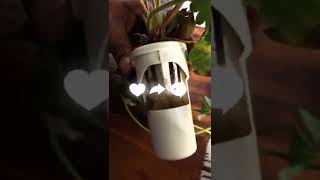 Gardyn Full update 1 year later .”smart grow” can you grow weed in a Gardyn ?