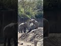 Elephants fighting #zoo #zooanimals #elephant #elephantfight
