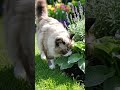 naughty cat in garden