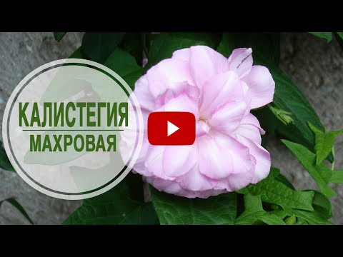 Видео: Калистегия - упорита красота