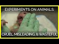 Experiments on Animals: Cruel, Misleading, and Wasteful