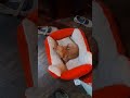 cute little puppy