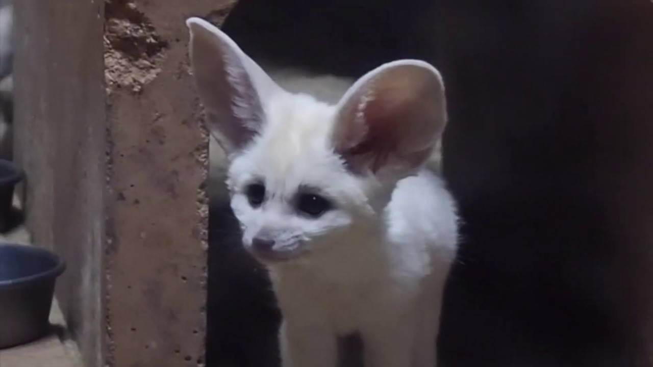 フェネックはイヌ科の中で世界一小さい 耳は大きくて可愛い なつく ネット動物園 生き物全般からペットまで