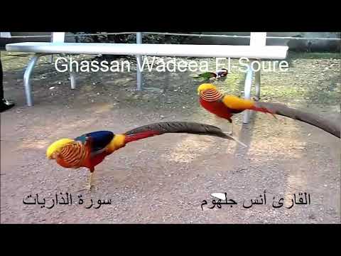 أنس جلهوم سورة الذاريات تلاوة نادرة بصوت شجي عذب 