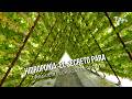 Hidroponía: El secreto para producir lechugas perfectas - TvAgro por Juan Gonzalo Angel