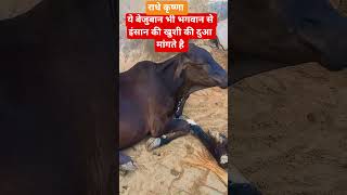 #cow #gau Gau ki bhagwan se duaa #bhaktibhajan #viralvideo #viralreels #viralshorts ##animals