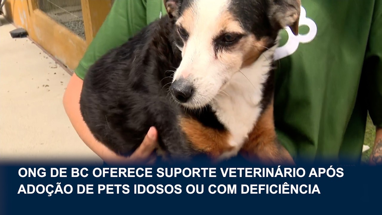ONG Viva Bicho reforça cuidado após adoção de animais idosos ou deficientes