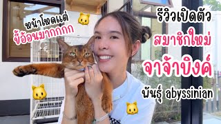 รีวิวสมาชิกใหม่ !! 🐱 แมวจาจ้าบิงค์พันธุ์ abyssinian ✨💕🌈