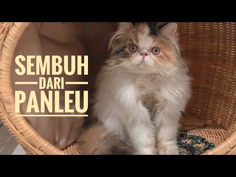 Video: Perawatan Dan Tindak Lanjut Jangka Panjang Kucing Dengan Leishmaniosis